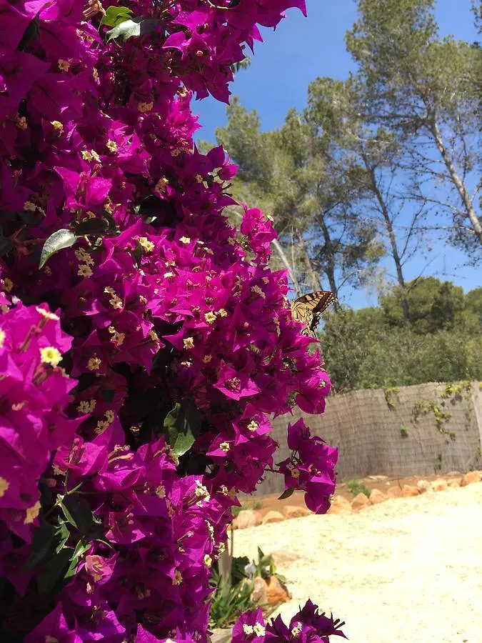 Can Bliss B&B Cala Llenya  Cala Llena